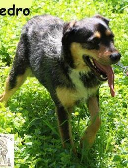 Pedro Der Anfang von etwas Gutem! - Kissing