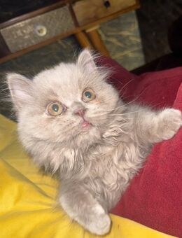 BLH kater 3 Monate alt - Bremen