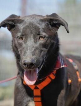 AUGUSTA, ruhig, freundlich, anhänglich - Alfeld