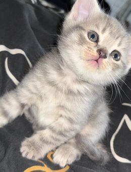 Bkh Mädchen Dana blau tabby Mega Mega kinderlieb und verschmust ab sofort in liebe Hände - Bottrop