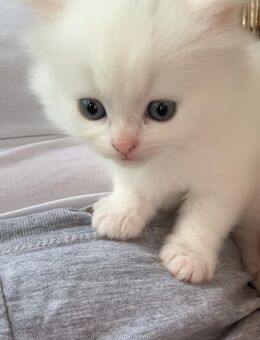 Babykatze - Esslingen (Neckar)