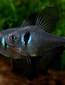 Biete Schwarze Phantomsalmler an - Paderborn