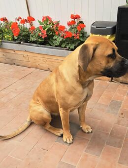 Zuhause mit Herz gesucht: Für unsere sensible Boerboel-Hündin (10 Monate) - Rudolstadt