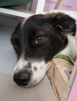 💞 Süßes Welpenmädchen Belle 💞 - Eislingen (Fils)