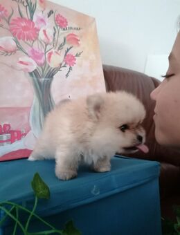 Reinrassige Pomeranian Welpen - Kyritz