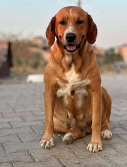 Loyale Daisy - Stuttgart