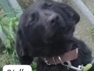 Stella 💚💚💚 liebevoll und vorsichtig - Bad Karlshafen