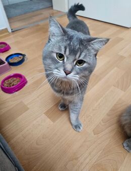 BRITICH KÜRZHAAR KATTER - Schwalmtal (Nordrhein-Westfalen)