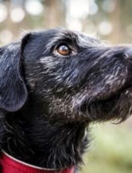 Charly, braucht souveräne Führung - Neuhausen (Spree)