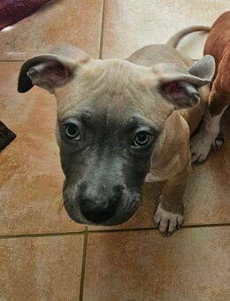 🐾 Letzter kleiner Herzensbrecher sucht sein Für-Immer-Zuhause 🐾🐶❤️ - Lübeck Mitte