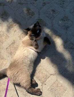Siam Katze sucht zuhause - Gotha Zentrum