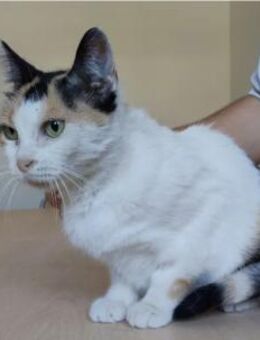 Jimena - super lieb und vertrauensvoll - Wilhelmsfeld