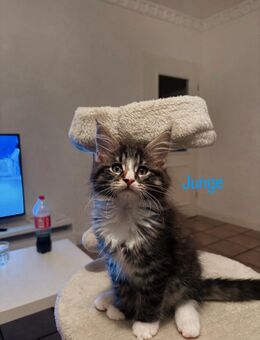 Maine Coon Kitten - Marne