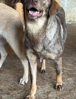 Nela sucht nach ihrem Glück 🐾 - Elsdorf (Nordrhein-Westfalen)