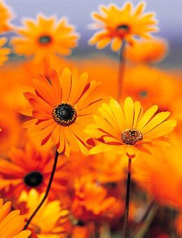 Weihnachten Feiern - Unna