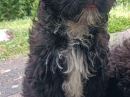 Shih tzu mix Welpen - Aldenhoven