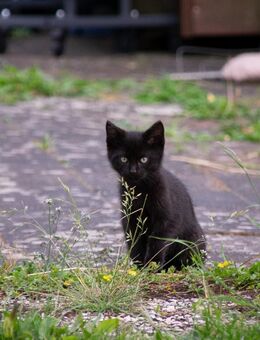 Schwarzer Kater - Hamm