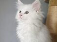 Weiße MaineCoon Kitten Weibchen in 55130