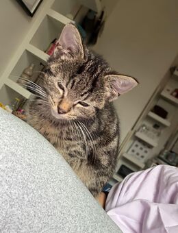 Kitten suchen neuen Dosenöffner - Bremen