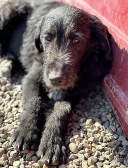 Gigi - sucht ein eigenes Körbchen - Celle