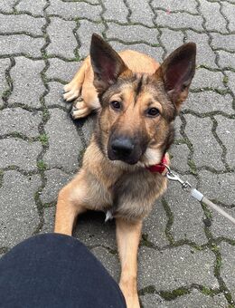 Malino mix Dame sucht neues zuhause - Dresden
