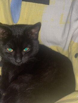 Liebevolle 5 Monate alte Wohnungskatze (Siam-Mix, weiblich) in gute Hände abzugeben - Saarbrücken