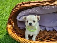 Chihuahua Welpen reinrassig LH - Verl