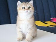 Reinrassiger BKH Kater black golden ticked Stammbaum - Hof
