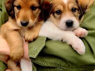 Jackshund Dackel Jack Russel Mix Welpe - Buxtehude Zentrum