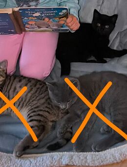 4 zuckersüße Kitten - Hirzenhain