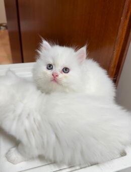 Perse Katze baby - Neuss