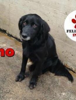 Retriever Mischling Nino sucht ein Zuhau - Margetshöchheim