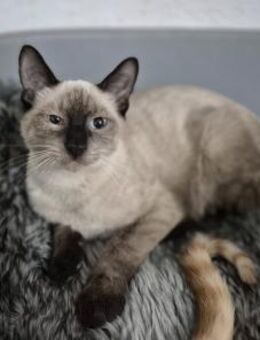 Katerchen Stewart sucht sein Körbchen - Köln