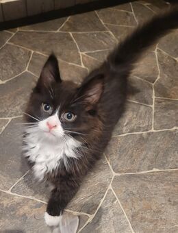 Zauberhafte Maine Coon Mix Kitten - Bremerhaven