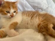 Zuckersüße kitten abzugeben EKH-BKH mix - Nachrodt-Wiblingwerde
