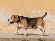 Kio kleiner Beagle sucht sein 2. Glück - Jade