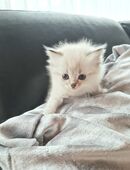 Ragdoll Kitten suchen ihr Königreich in 45892