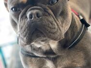 Wunderschöne Französische Bulldoge 3 Jahre abzugeben ! - Jever