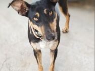 Bezaubernde ELOISE ❤🐶🐶 - Neudenau
