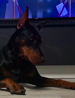 Doberman Welpe - Dormagen