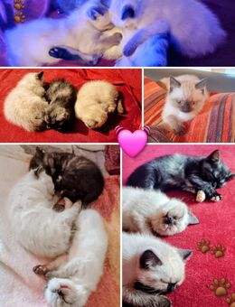 Perser Mix - Dunningen