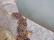 Leoparden Geckos - Postmünster
