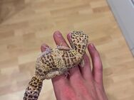 Leopardgeckos zu verkaufen - Dormagen
