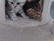 BKH Kitten - Herten Zentrum