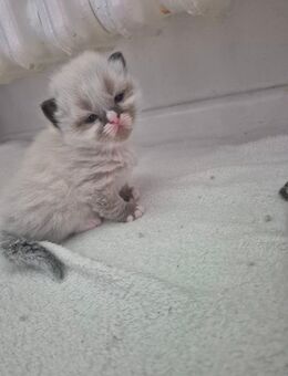 Himalaya Heilige Birma Kitten - Berlin Reinickendorf