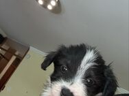 Border Collie-Malteser mix Welpen - Stuttgart