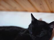 Katze - Wuppertal