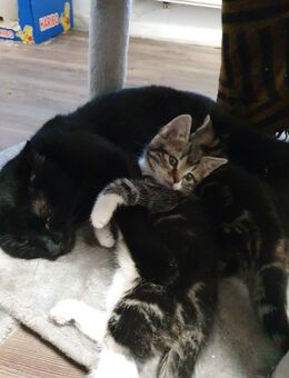 Süße Kitten im Juli geboren - Breitenburg