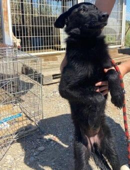 Truffa; liebenswerte Black Beauty - Geilenkirchen