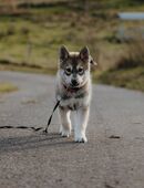 Pomsky F1b Welpen mit Stammbaum in 49074